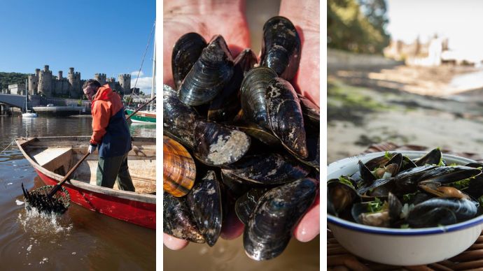 Conwy Mussels: Locally Harvested Wild Mussels from the UK's Last Wild Mussel Bed