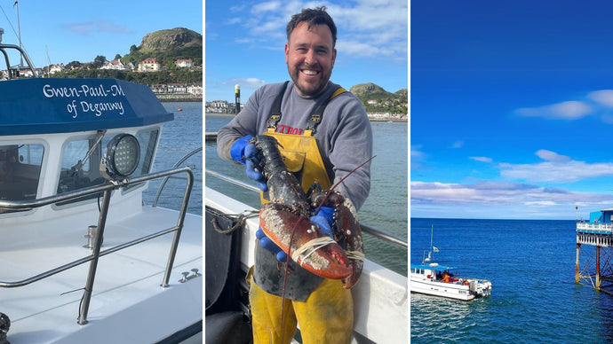 Freshly Caught Great Orme Lobsters at Mermaid Seafoods!