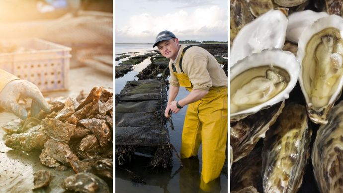 Menai Oysters & Mussels: Fresh Shellfish Sustainably Farmed in this North Wales Strait